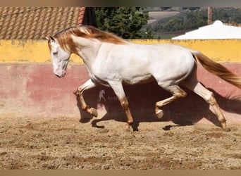 PRE Mestizo, Semental, 4 años, 165 cm, Perla