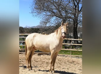 PRE, Semental, 4 años, 165 cm, Perla