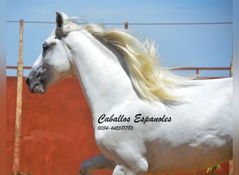 PRE, Semental, 4 años, 165 cm, Tordo