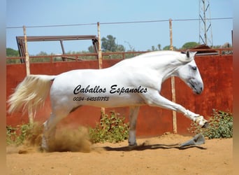 PRE, Semental, 4 años, 165 cm, Tordo