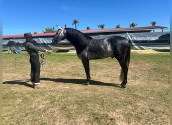 PRE Mestizo, Semental, 4 años, 165 cm, Tordo