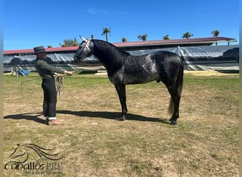 PRE, Semental, 4 años, 165 cm, Tordo