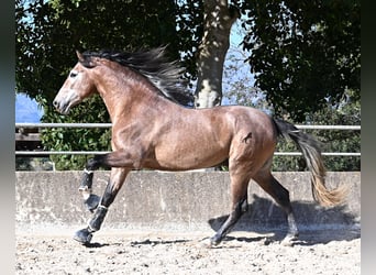 PRE Mestizo, Semental, 4 años, 165 cm, Tordo ruano