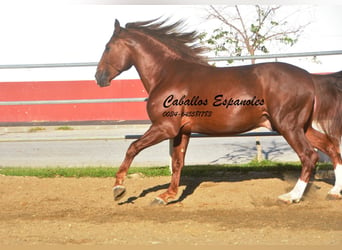 PRE, Semental, 4 años, 166 cm, Alazán