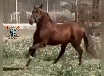 PRE Mestizo, Semental, 4 años, 166 cm, Alazán