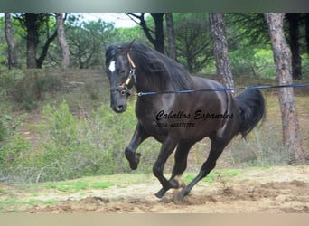 PRE, Semental, 4 años, 166 cm