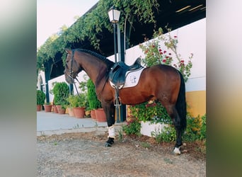 PRE, Semental, 4 años, 166 cm, Castaño
