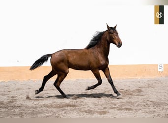 PRE, Semental, 4 años, 166 cm, Castaño