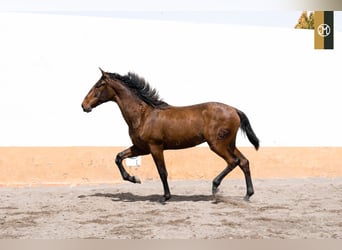 PRE, Semental, 4 años, 166 cm, Castaño