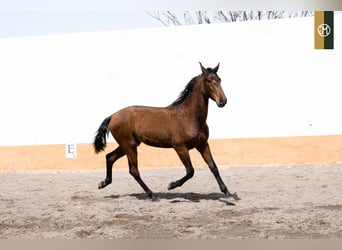 PRE, Semental, 4 años, 166 cm, Castaño