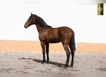 PRE, Semental, 4 años, 166 cm, Castaño