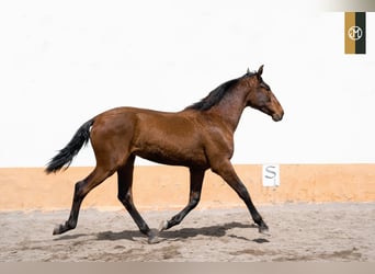 PRE, Semental, 4 años, 166 cm, Castaño