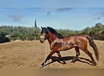 PRE Mestizo, Semental, 4 años, 166 cm, Castaño