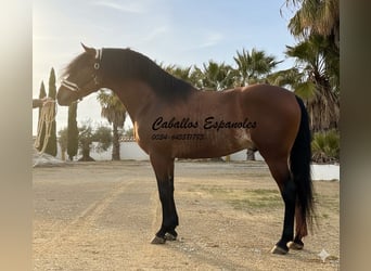 PRE Mestizo, Semental, 4 años, 166 cm, Castaño