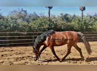 PRE Mestizo, Semental, 4 años, 166 cm, Castaño