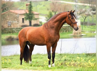 PRE Mestizo, Semental, 4 años, 166 cm, Castaño