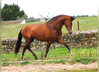 PRE Mestizo, Semental, 4 años, 166 cm, Castaño