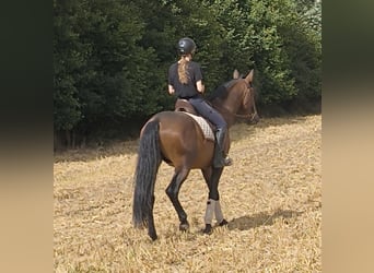 PRE Mestizo, Semental, 4 años, 166 cm, Castaño