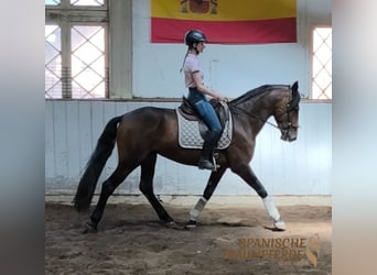 PRE Mestizo, Semental, 4 años, 166 cm, Castaño