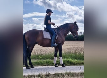 PRE Mestizo, Semental, 4 años, 166 cm, Castaño