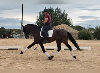 PRE Mestizo, Semental, 4 años, 166 cm, Castaño oscuro