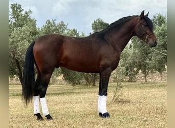 PRE Mestizo, Semental, 4 años, 166 cm, Castaño oscuro