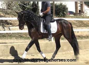 PRE Mestizo, Semental, 4 años, 166 cm, Castaño oscuro