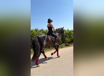 PRE, Semental, 4 años, 166 cm, Negro