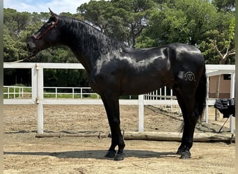 PRE Mestizo, Semental, 4 años, 166 cm, Negro