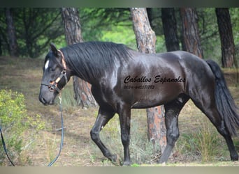 PRE Mestizo, Semental, 4 años, 166 cm, Negro