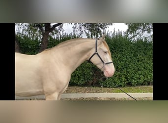 PRE, Semental, 4 años, 166 cm, Perla