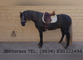 PRE Mestizo, Semental, 4 años, 166 cm, Tordillo negro