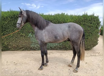 PRE, Semental, 4 años, 166 cm, Tordillo negro