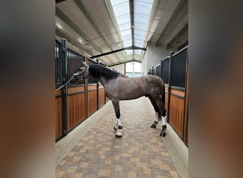 PRE Mestizo, Semental, 4 años, 166 cm, Tordo