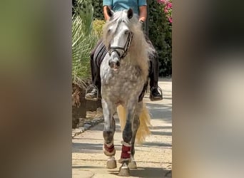 PRE Mestizo, Semental, 4 años, 166 cm, Tordo rodado