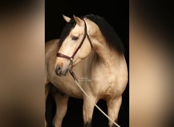 PRE, Semental, 4 años, 167 cm, Bayo