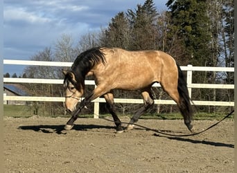 PRE Mestizo, Semental, 4 años, 167 cm, Bayo