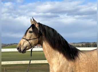 PRE Mestizo, Semental, 4 años, 167 cm, Bayo