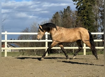 PRE Mestizo, Semental, 4 años, 167 cm, Bayo