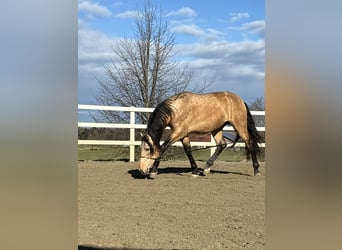 PRE Mestizo, Semental, 4 años, 167 cm, Bayo