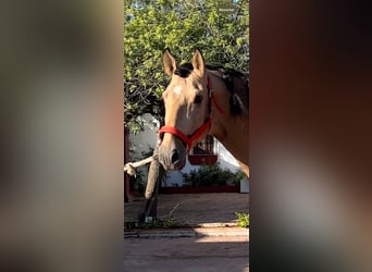 PRE Mestizo, Semental, 4 años, 167 cm, Buckskin/Bayo