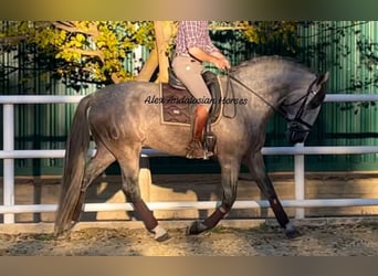 PRE Mestizo, Semental, 4 años, 167 cm