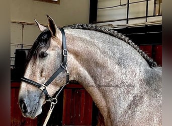PRE Mestizo, Semental, 4 años, 167 cm