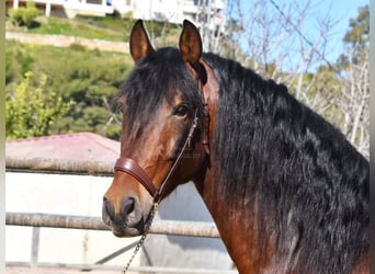 PRE, Semental, 4 años, 167 cm, Castaño