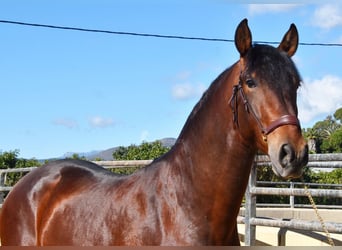 PRE, Semental, 4 años, 167 cm, Castaño