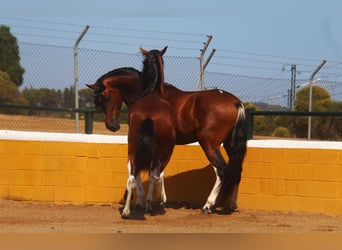 PRE Mestizo, Semental, 4 años, 167 cm, Castaño rojizo