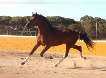 PRE Mestizo, Semental, 4 años, 167 cm, Castaño rojizo