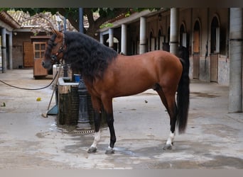 PRE Mestizo, Semental, 4 años, 167 cm, Castaño rojizo