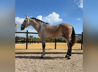 PRE, Semental, 4 años, 167 cm, Musgo marrón