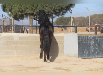 PRE Mestizo, Semental, 4 años, 167 cm, Negro